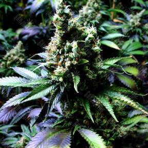 Auto NYC Diesel feminised Barneys Farm