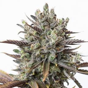Purple Orange CBD feminised Dinafem Seeds