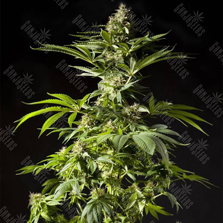 семена конопли курьером Tropimango feminised Philosopher Seeds