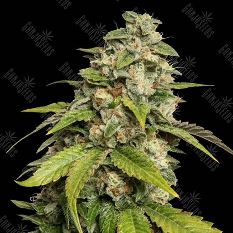 семена конопли дешево Sour Kush feminised Reserva Privada