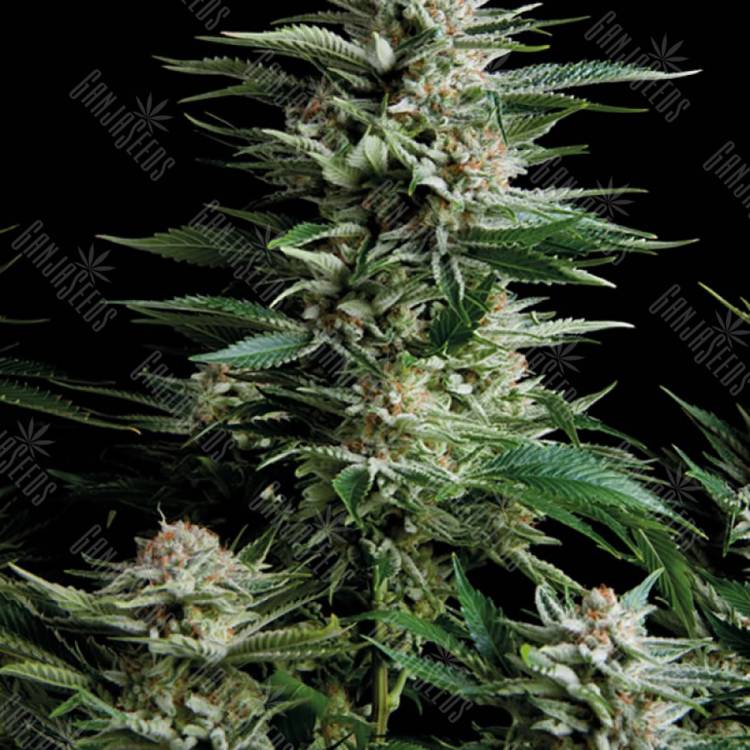 семена конопли недорого Patagonia feminised Trikoma Seeds