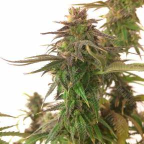 Auto Magnesia Haze feminised Ganja Seeds