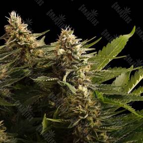 Colombian Gold feminised Ganja Seeds