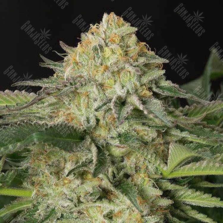 заказ семян конопли Amnesia Lemon feminised