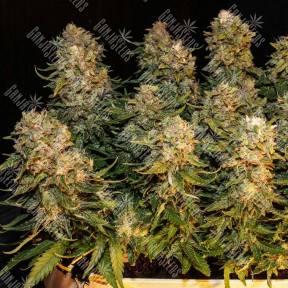Auto Ungurtas feminised Bang Seeds