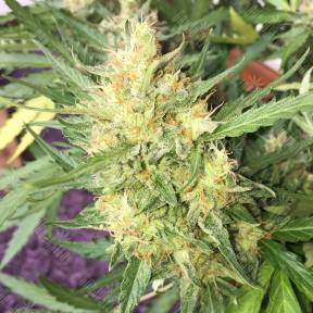 Auto Cheese regular Ganja Seeds