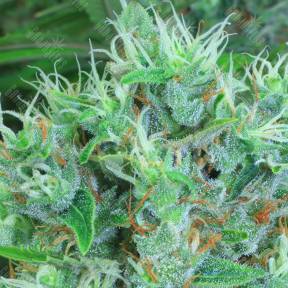 Kali Mist regular Serious Seeds