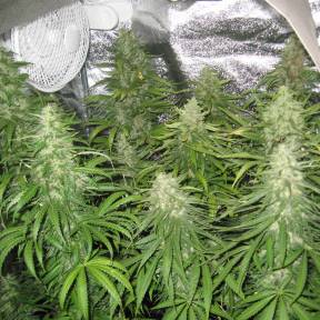 Afghan Haze feminised Ganja Seeds