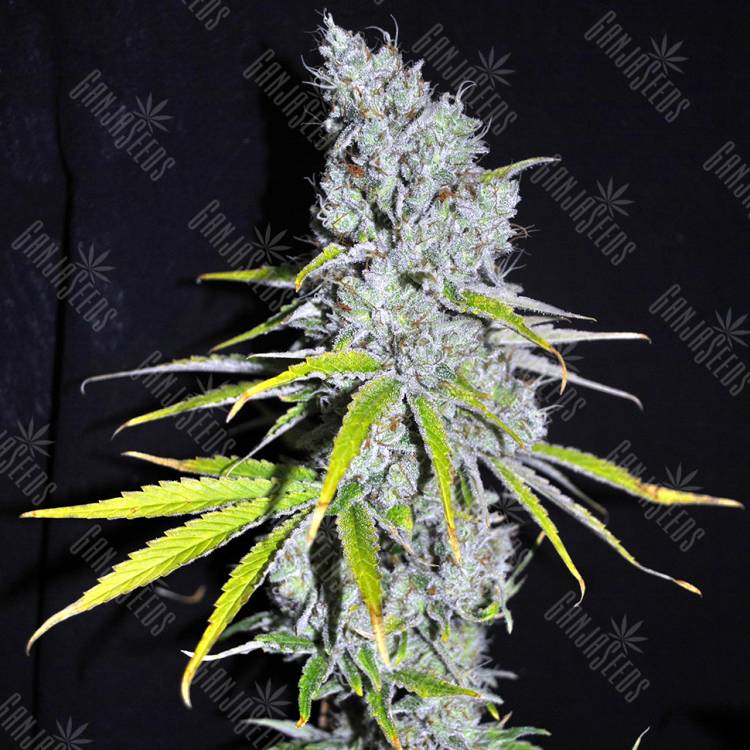 хорошие семена конопли Auto Skunk Haze feminised
