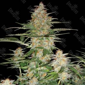 Auto 60 Day Wonder feminised DNA Genetics