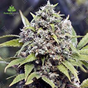 Pure AK feminised Female Seeds