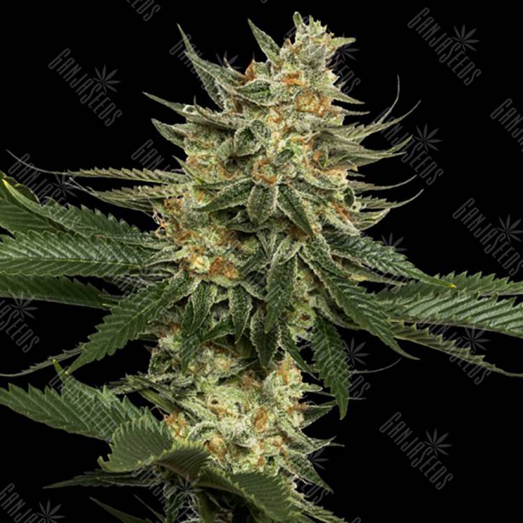 семена конопли Tangie feminised Reserva Privada