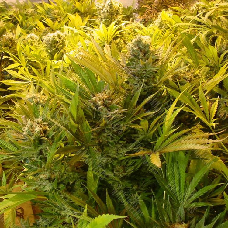 качественные семена конопли Motavation regular Serious Seeds