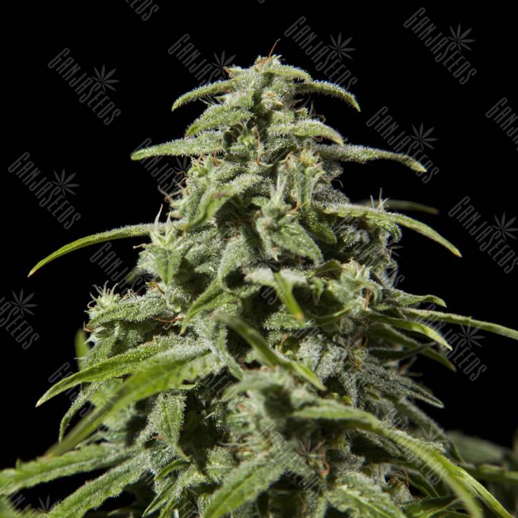 заказ семян конопли Спб Early Skunk x AK feminised
