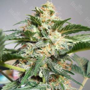 Auto Snow Ryder regular Ganja Seeds