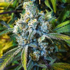 Passion #1 feminised Ganja Seeds