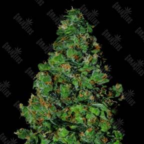 Auto Membrana Hiper feminised VIP Seeds