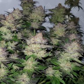 Auto Critical CBD feminised Ganja Seeds