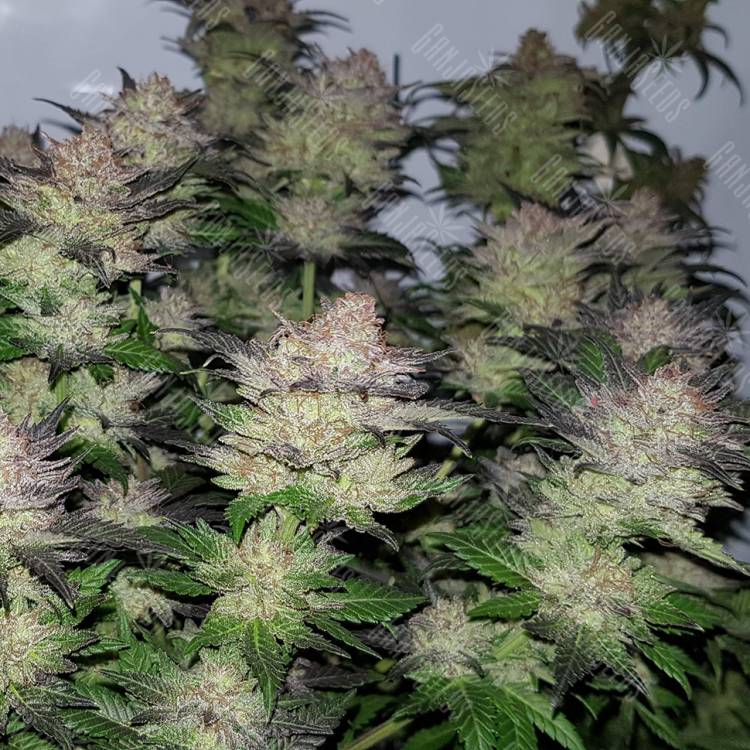 семена конопли гидропоники Auto Critical CBD feminised