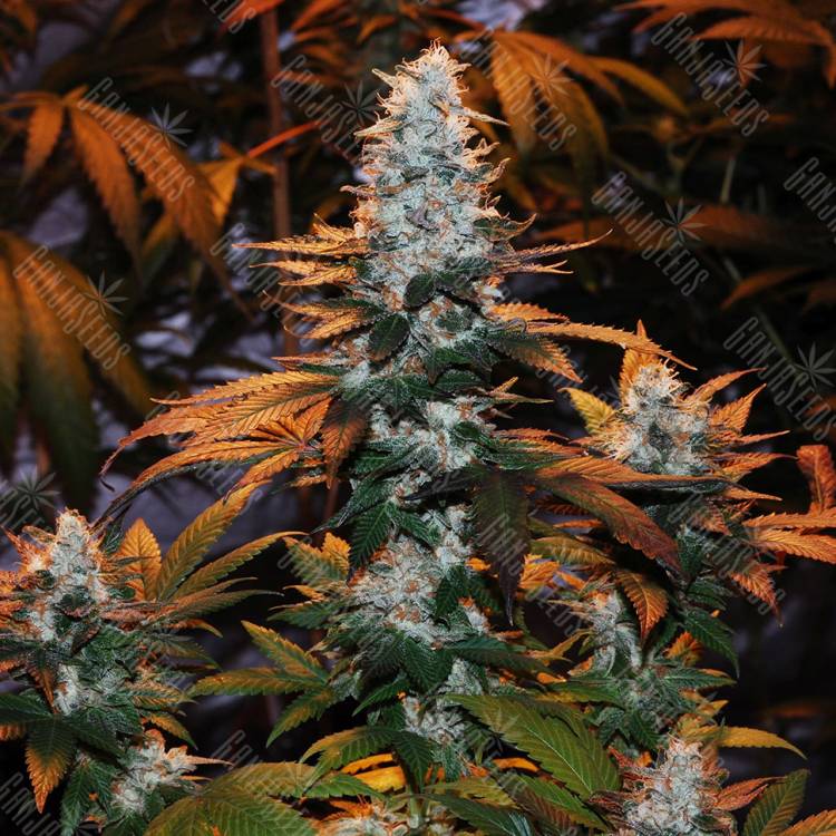семена конопли курьером Auto Cream Mandarine regular