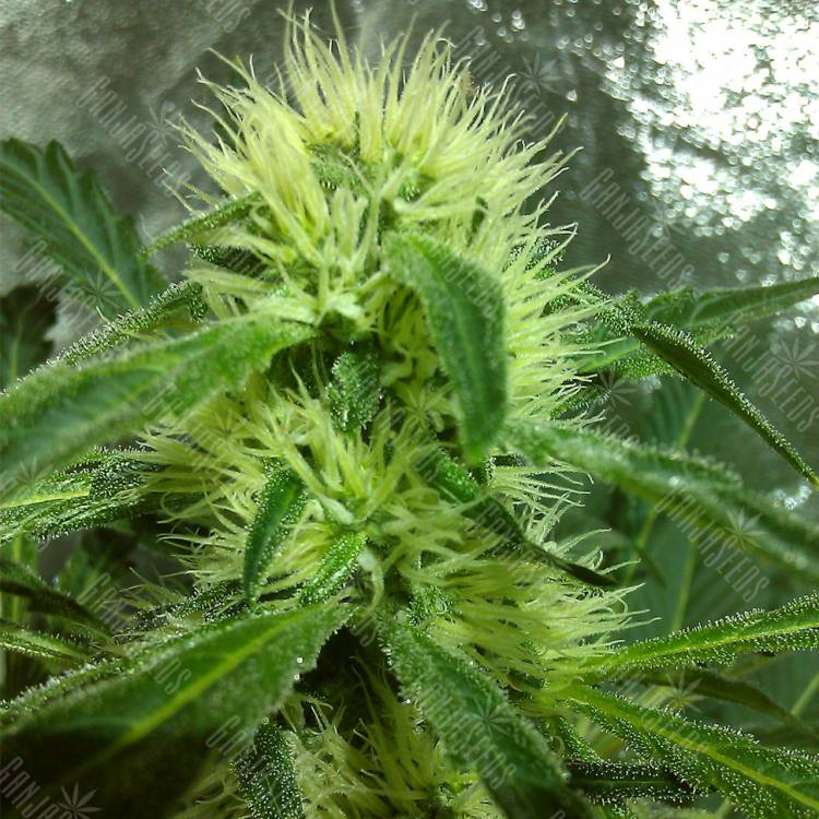 семена индийской конопли Kreamy Karamel feminised Kannabia Seeds