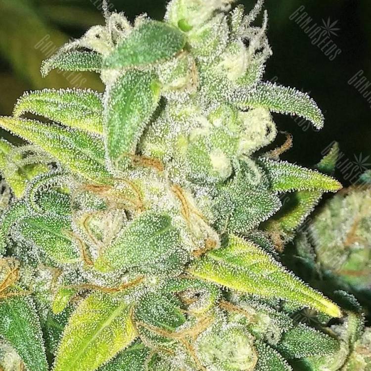 купить онлайн семена конопли мощных сортов Auto Durban Poison feminised