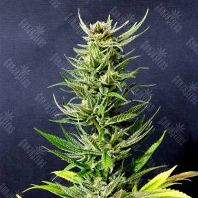 Karibbean Mango feminised Kannabia Seeds