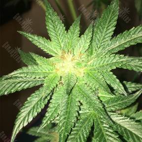 Kosher Kush regular Reserva Privada