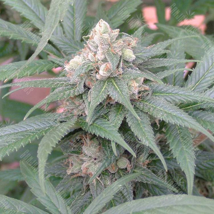 семена конопли для выращивания Skunk #11 regular Ganja Seeds
