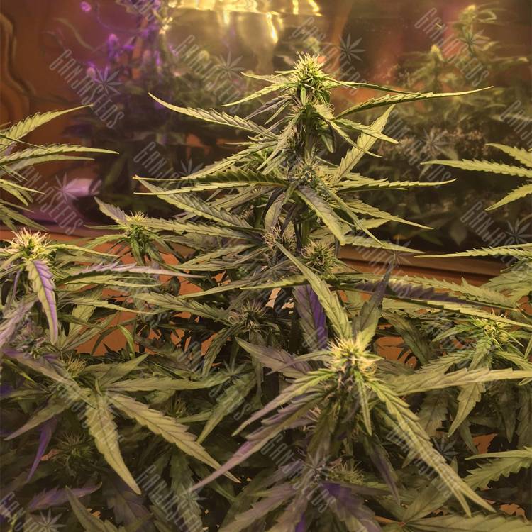 семена сортовой конопли Blue Mystic regular Nirvana Seeds