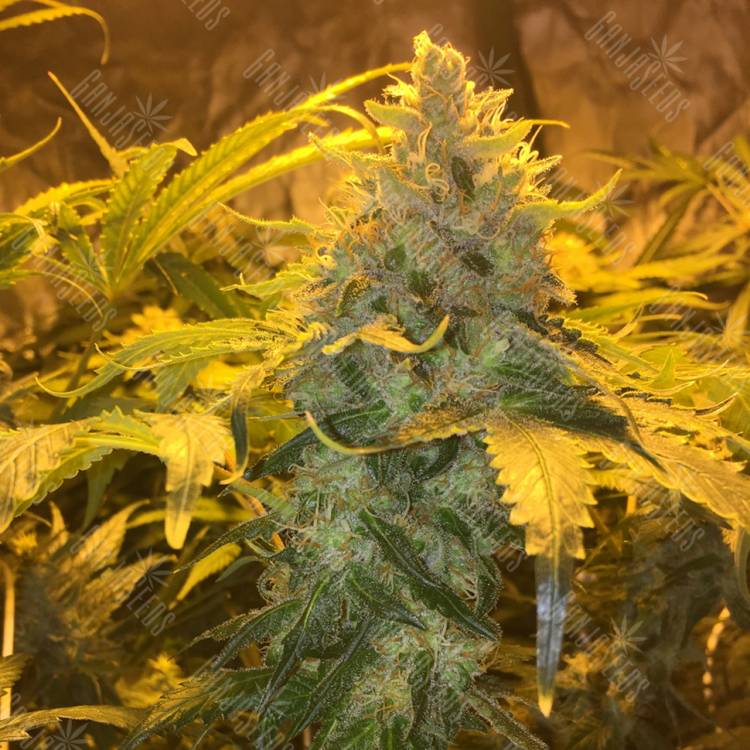 семена конопли для посадки купить Grapefruit Diesel feminised