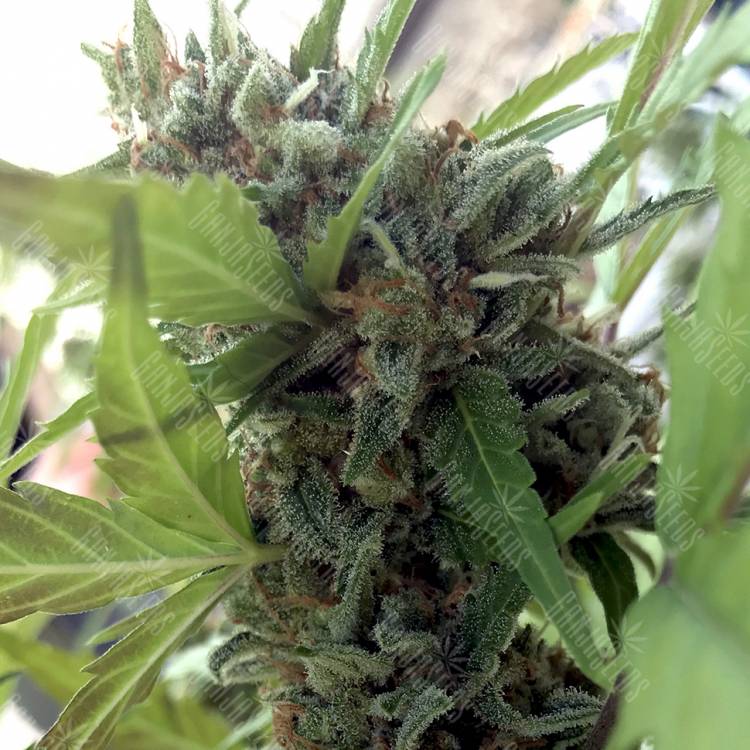 семена конопли курьером Auto Girl Scout Cookies feminised