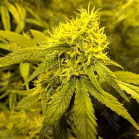 Amnesia Lemon feminised Barneys Farm