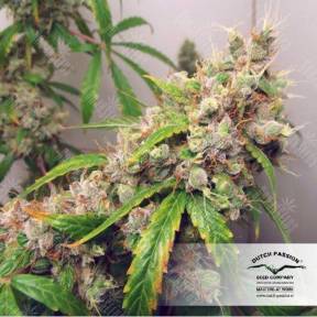Euforia regular Dutch Passion Seeds