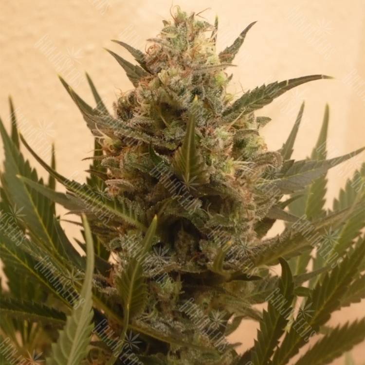 семена конопли Chrystal regular Nirvana Seeds