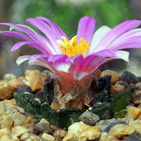 Ariocarpus MIX