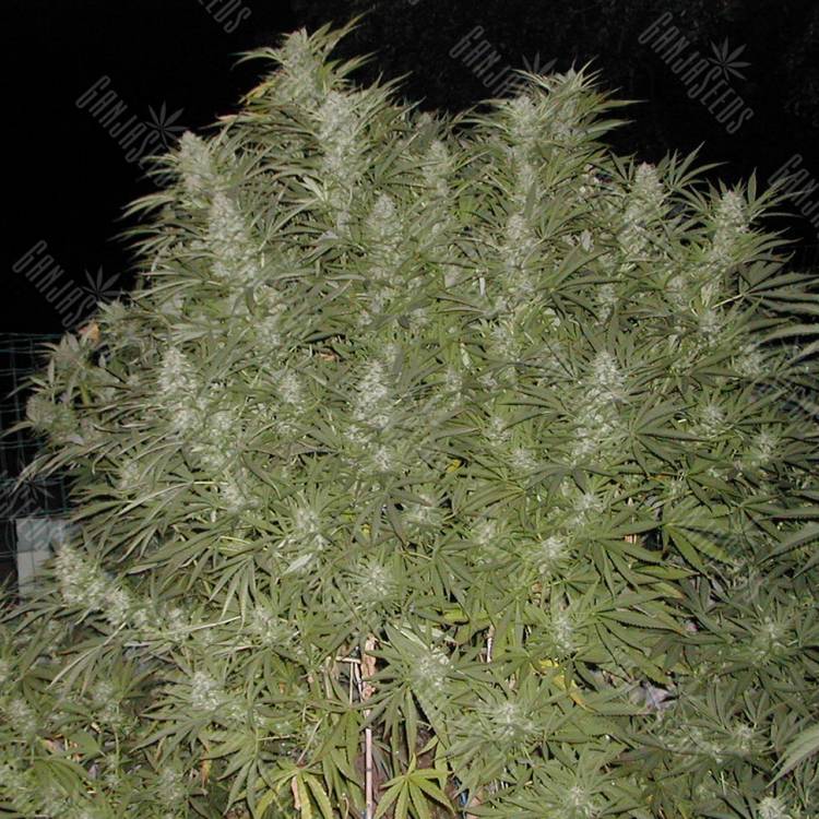 заказ семян конопли Спб Baursaki feminsed Bang Seeds