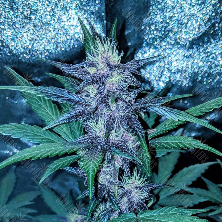 мощные семена конопли Auto Diesel regular