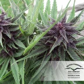 Hollands Hope regular Dutch Passion Seeds