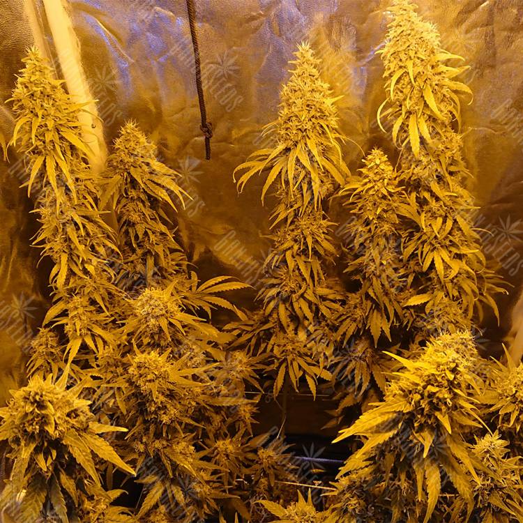 заказать качественные семена конопли Haze 1 regular Nirvana Seeds