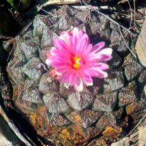 Ariocarpus lloydii 2.0