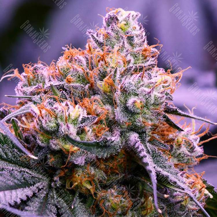 мощные семена конопли Purple OG feminised
