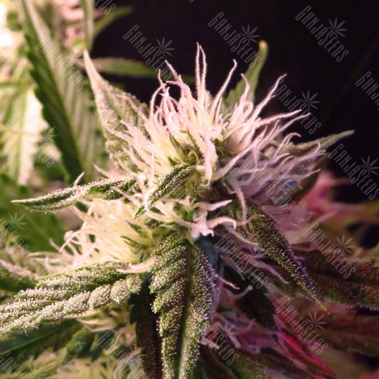 семена сортовой конопли Auto Diesel Ryder regular