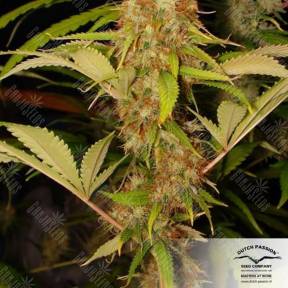 Mazar regular Dutch Passion Seeds