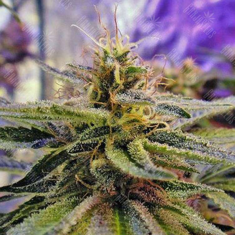 семена конопли гидропоники Sticky Blue feminised