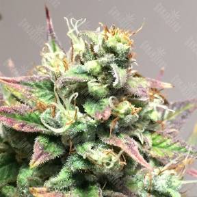 Auto Anubis feminised Pyramid Seeds