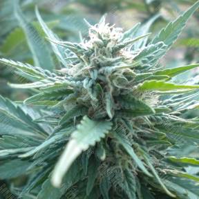 AK 48 feminised Ganja Seeds