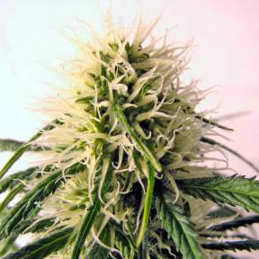 Original Berry feminised Kannabia Seeds
