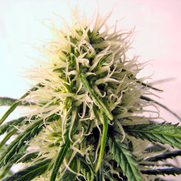 качественные семена конопли Original Berry feminised Kannabia Seeds