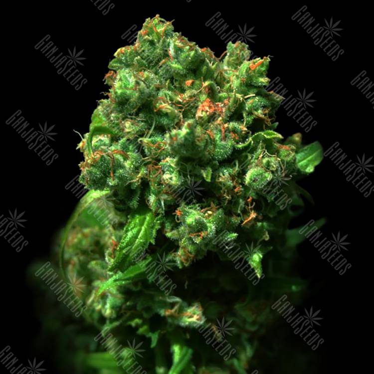 семена конопли в фирменной упаковке Cheese (Love Peace) feminised VIP Seeds